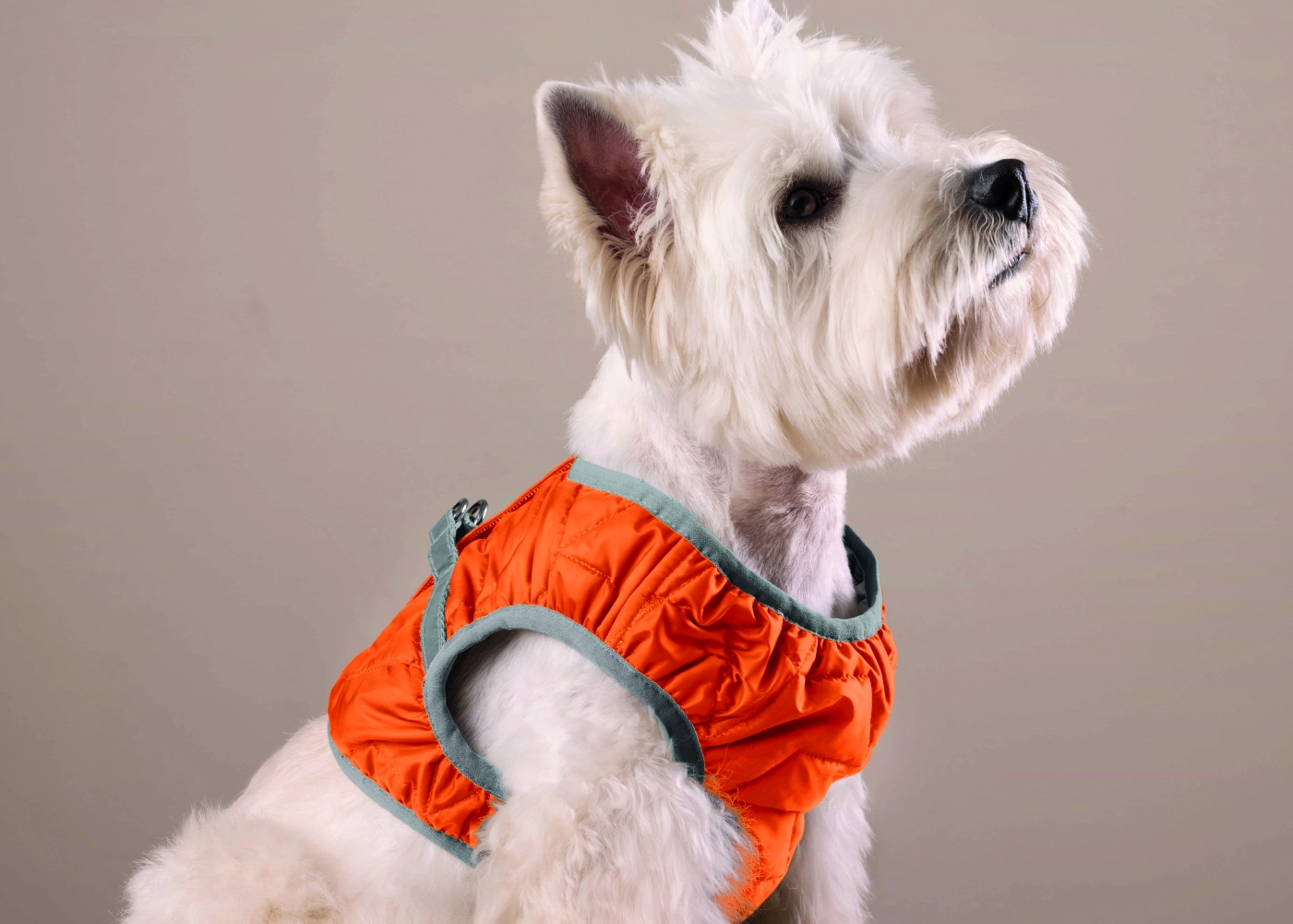 Bandanas para mascotas